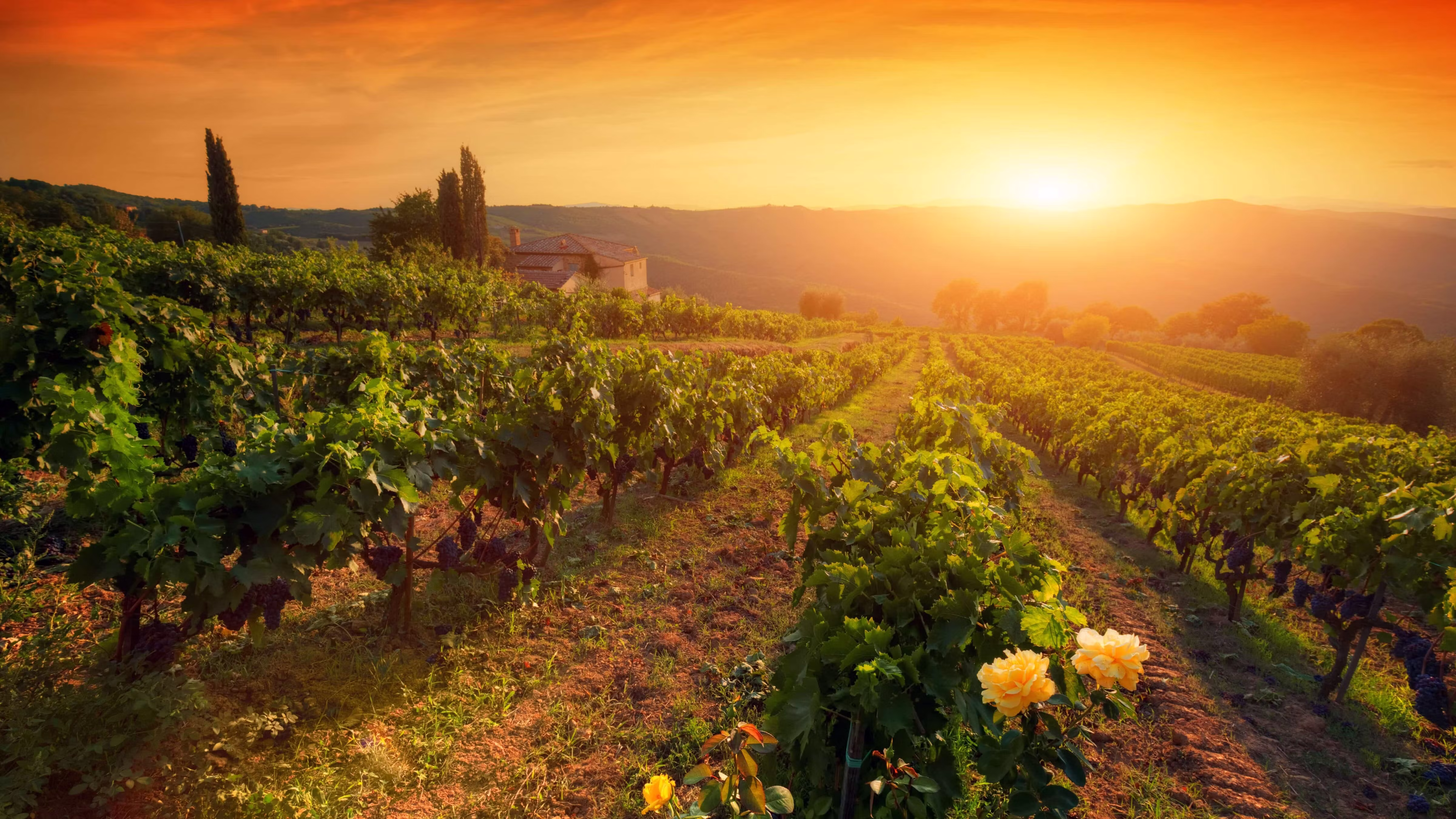 italy-vineyard-sunset-harvest-season.jpg