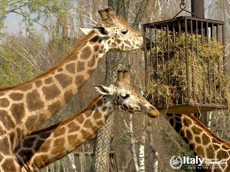 Giraffes in Parco Natura Viva lake garda
