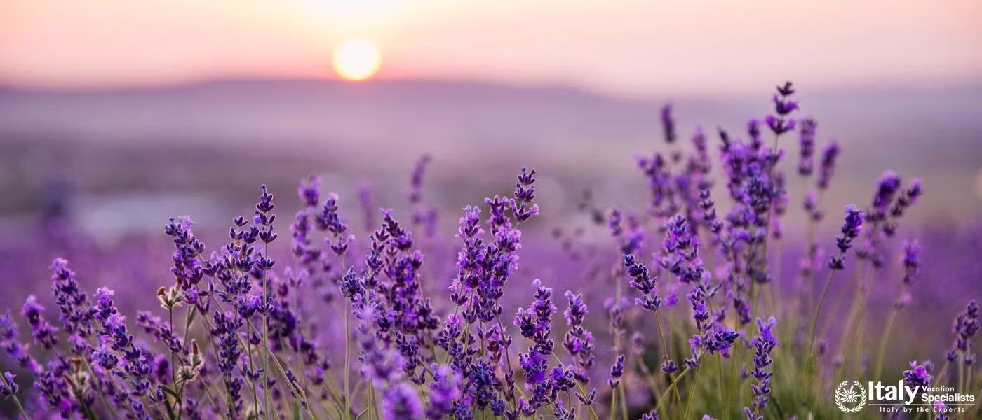 travel experience in Lavender Fields of the Parco Pollino National Park at Morano Calabro Italy with private tours and local guides