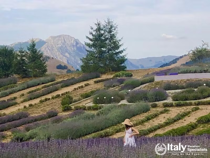 Beautiful Lavender Park in Calabria 