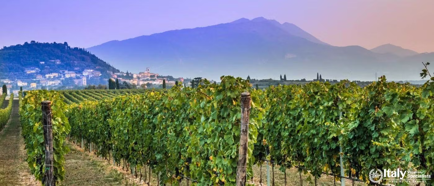 Bardolino Grapes - Valpolicella