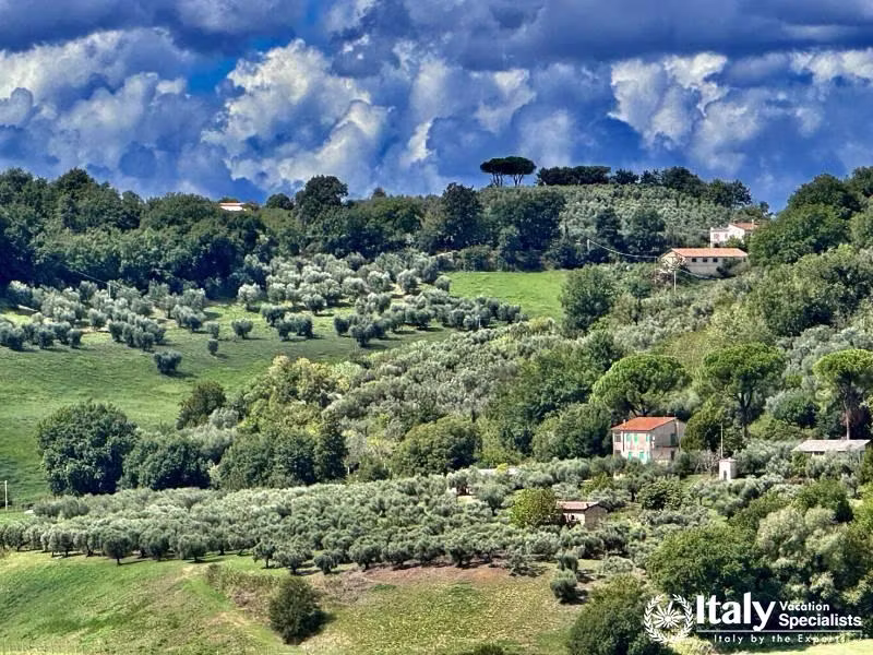 Sabinaâ€™s Hidden Gem: Olive Groves and Vineyards in Stimiglian