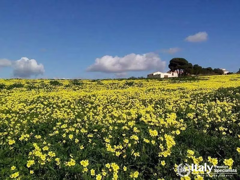 Vibrant field of yellow flowers beneath a clear blue sky