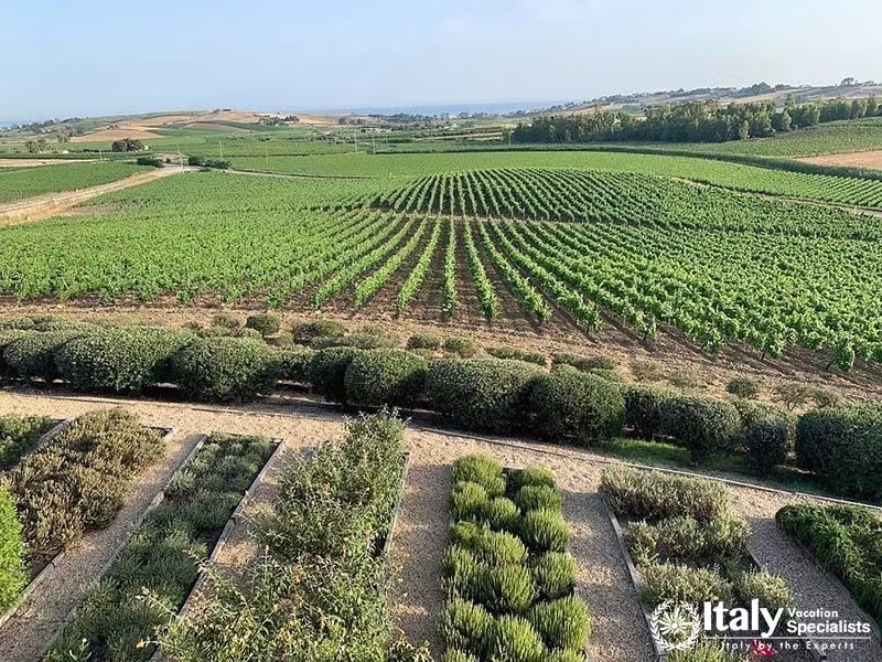 Expansive vineyard with lush greenery and serene herb gardens