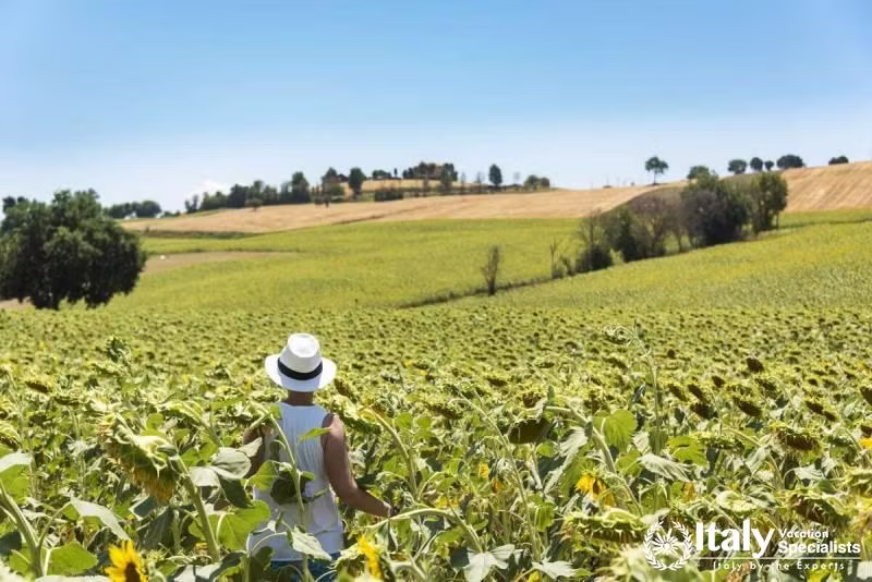 Senigallia Sunflowers Marche