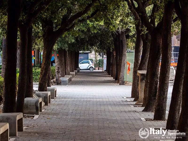 Tree-lined avenue in the city center square.