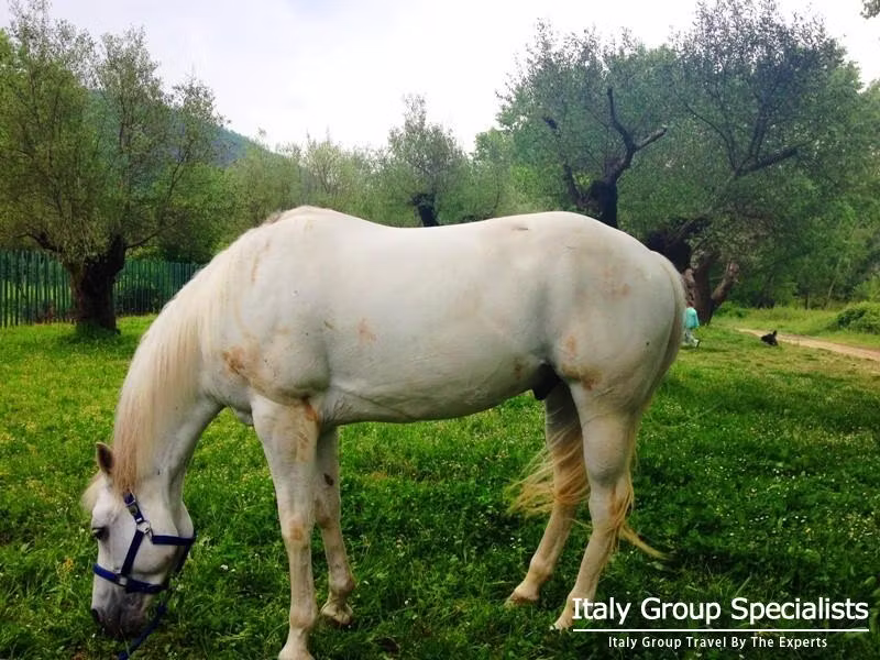 Beautiful Countryside filled with Olive Groves