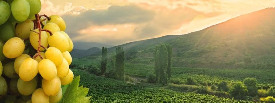travel experience in Montalcino Italy with private tours and local guides