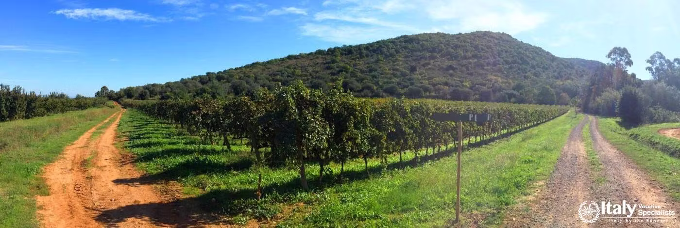 Among Some of Tuscany's Finest Vineyards 