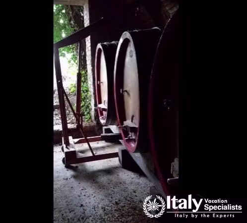 Vineyard in Azienda Agricola Montalpruno