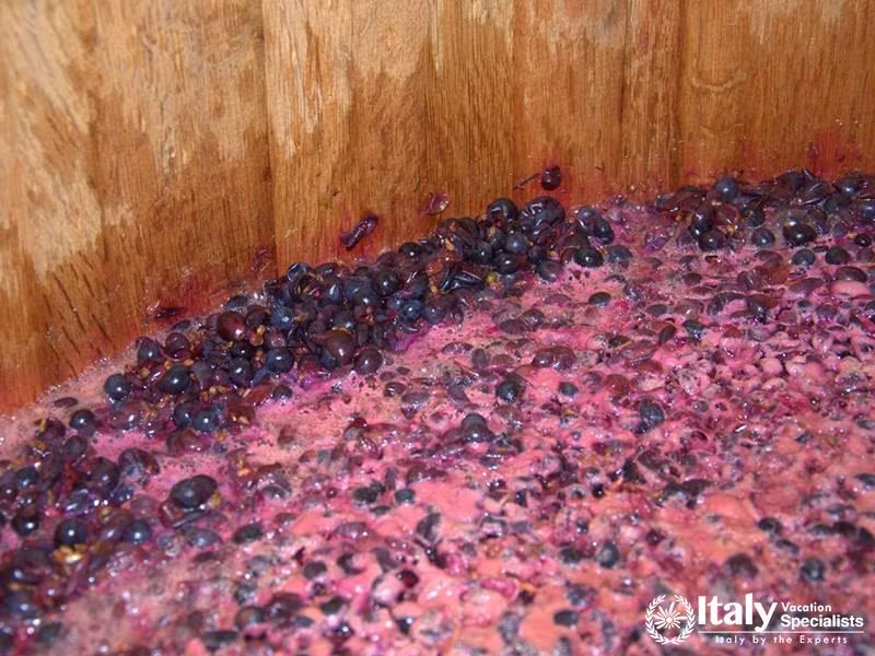 Amazing variety of Vines