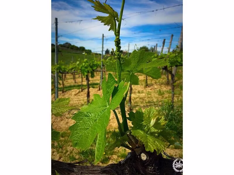 Different way to create the great taste of wine 