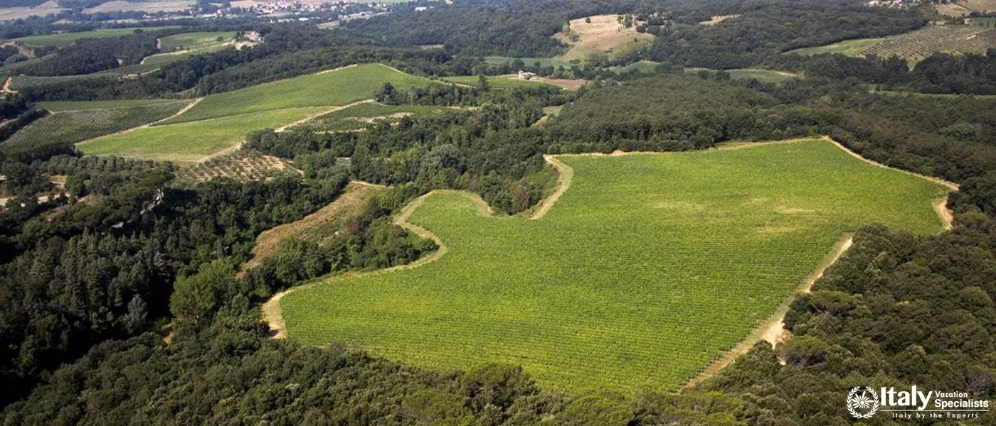 The Castello di Bossi estate extends over 650 hectares, 124 of which are under vine. 