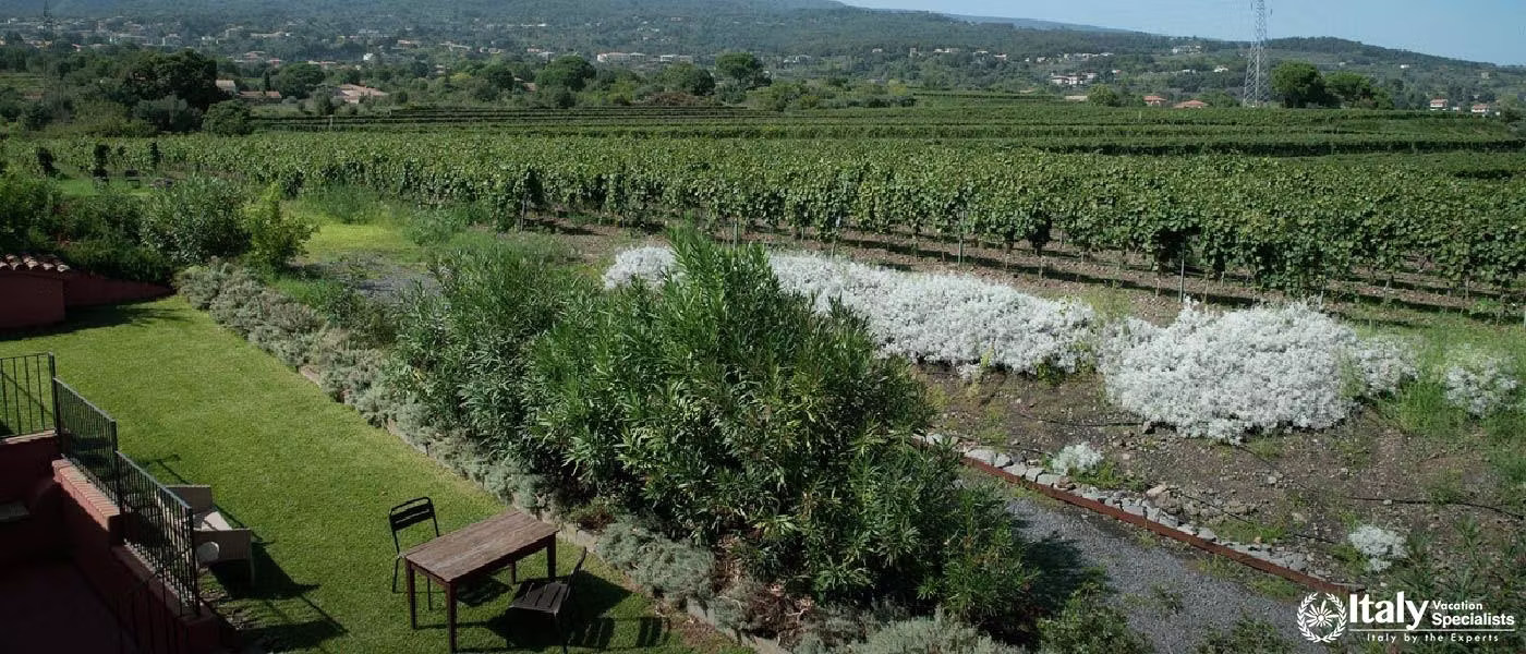 Verdant Tranquility: The Lush Vineyards of Tenuta San Michele
