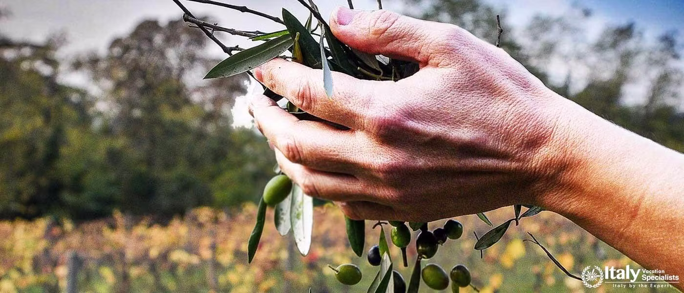 Best activities in Lucca Farm