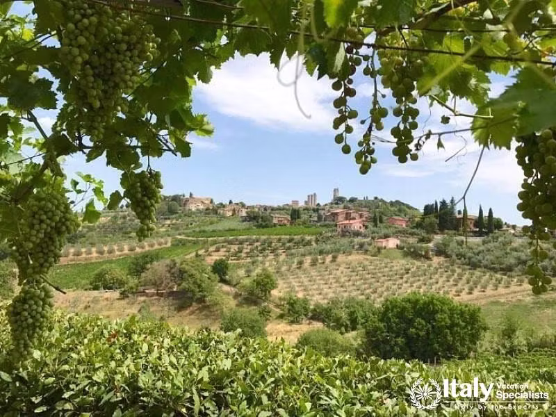A picturesque view of Podere La Marronaiaâ€™s vineyards