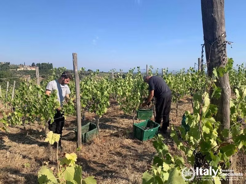 Harvesting grapes at Podere La Marronaia vineyard