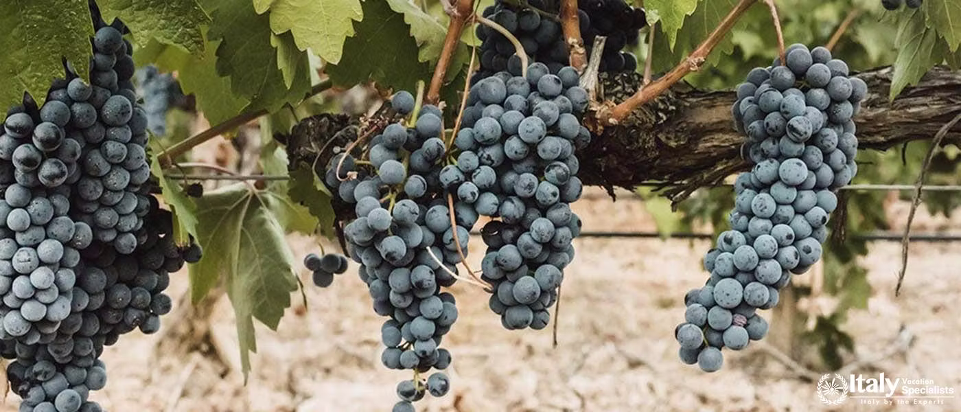 Admire the lush, ripe grapes ready for harvest in the beautiful vineyards of Vino Nobile.