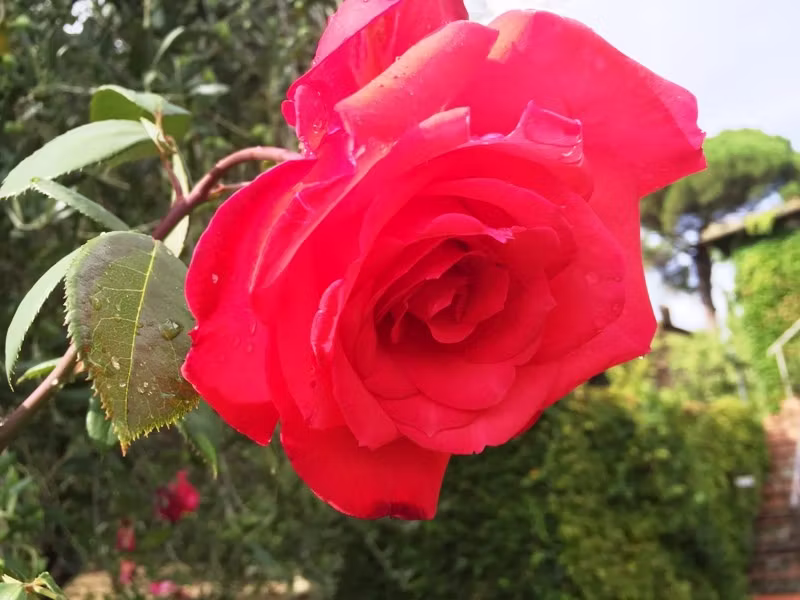 Roses in September at the Villa Barone