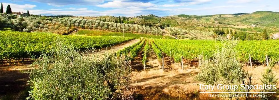 Glorious Vineyards at the Vignamaggio Estate 
