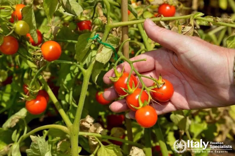 Picking fruits with bare hands in Villa Mimma Puglia