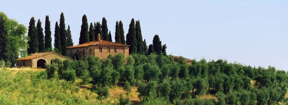 Tuscan farmhouse and olive trees