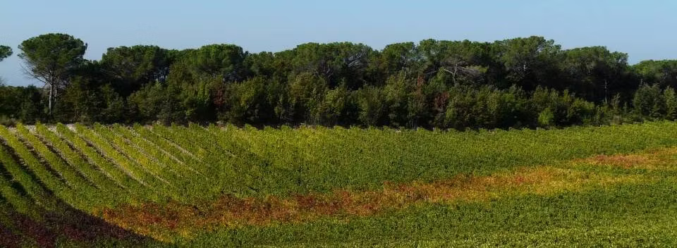 Tuscan vineyard