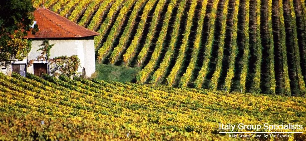 Experience the Very Best of the Barolo Wine Country 