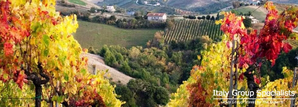 Immerse yourself in the Vineyards in the Barolo Wine Region of Piedmonte