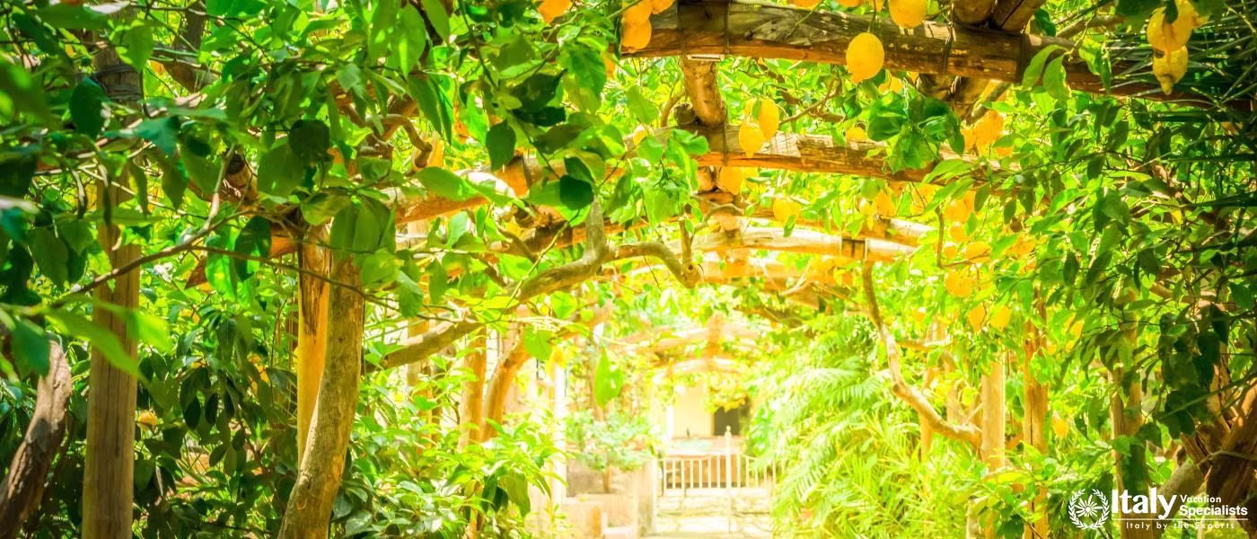 Taste of Southern Italy and Rome: A Gourmet Experience for Food and Wine Lovers including the Amalfi Coast, Naples, Island of Capri and Rome