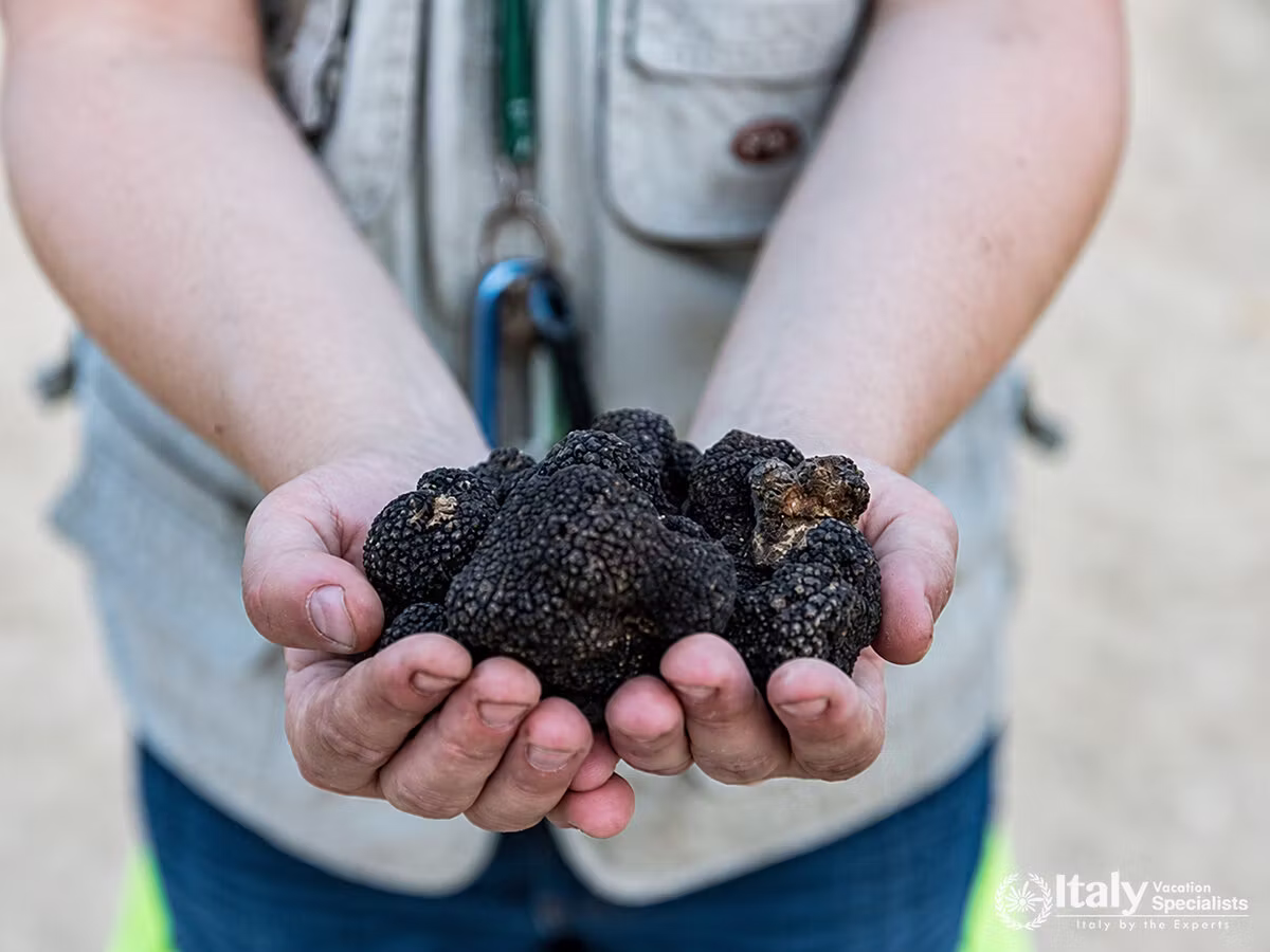 Truffle Hunting, Truffle Cooking Class & Wine Tasting