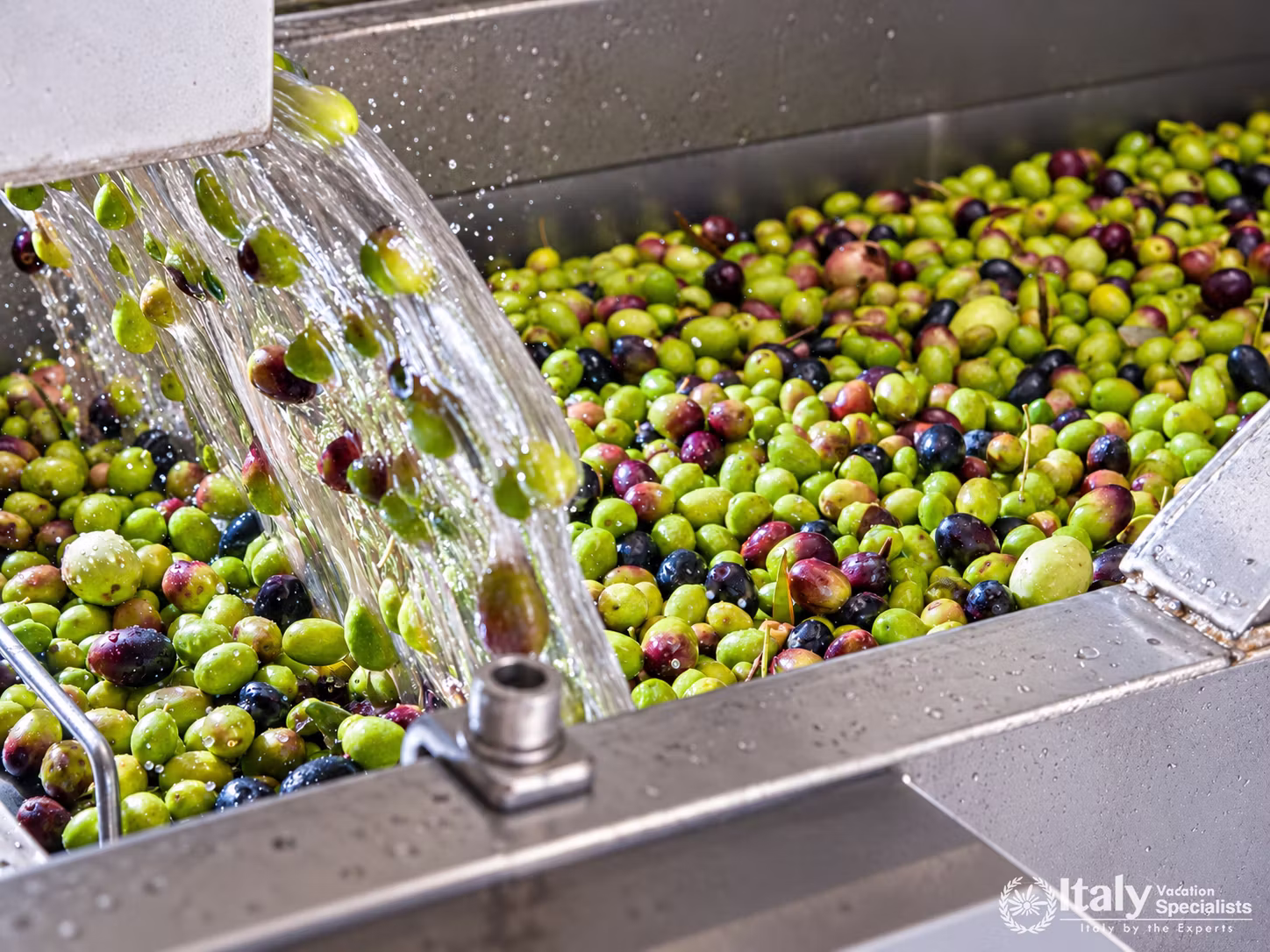 Guided Sorrento Olive Oil Mill Experience & Tasting