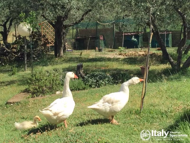 Undiscovered Italy - Tours with Locals in Umbria 