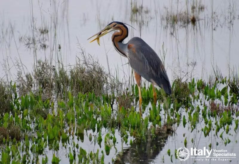 Birdwatching on the Venice Lagoon private tour in Venetian Lagoon Italy with local guide