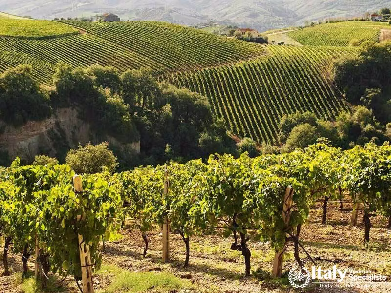 Local-Tour-Wine-Tasting-in-Campania-Region-from-Sorrento