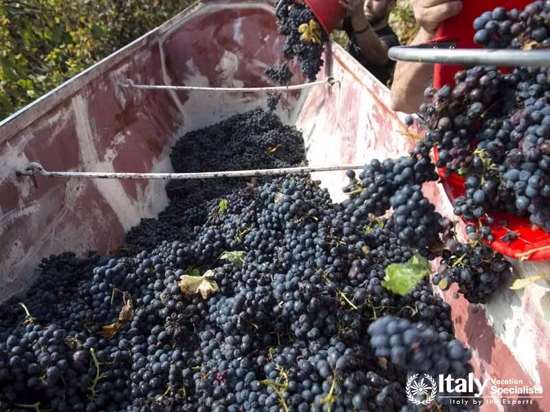 Red grapes harvest in Campania