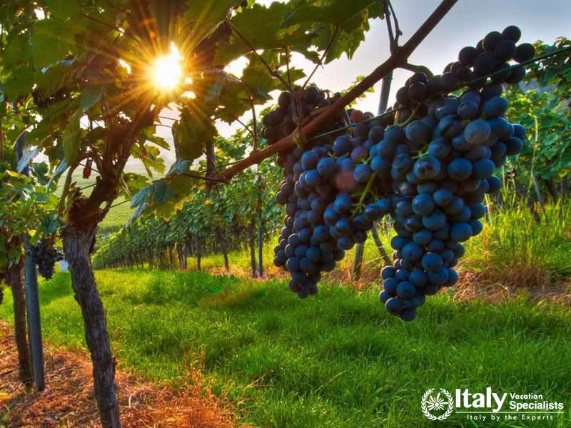 Campania region is renowned worldwide for its wine production