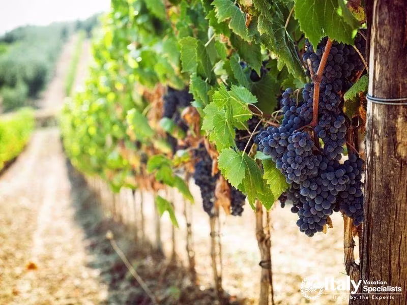 The Best of the Chianti: Radda, Panzano, Greve and Castellina in Chianti with Optional Wine Tastings