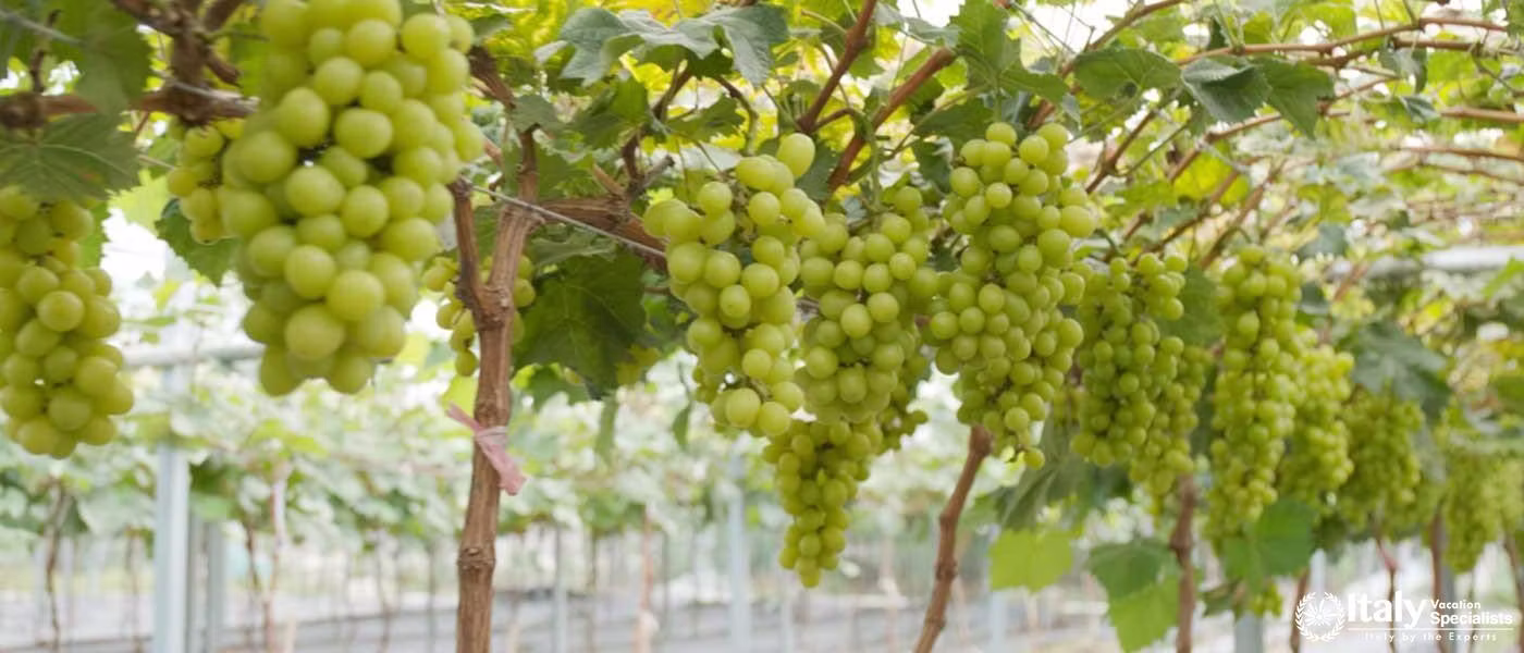 Green grape farm garden in Campania