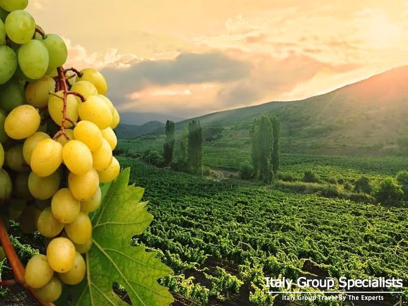 Tuscan Grapes at Harvest Time