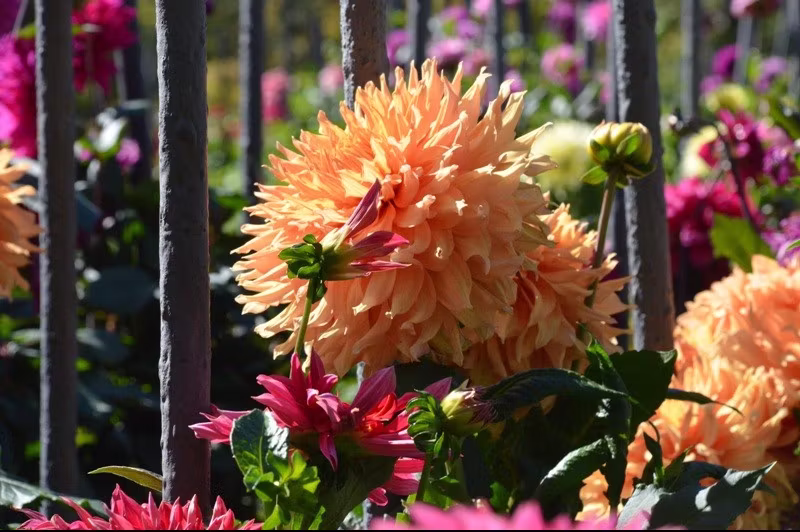 Plant life, Lake District Italy - Photo by Jesse Andrews 