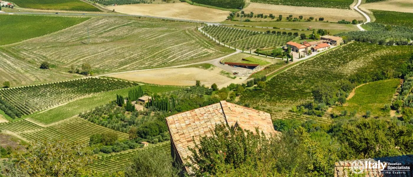 Beautiful view of vineyard and green field. Montalcino countryside, Tuscany, Italy