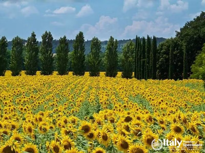 Private Full Day Tour of Tuscany from Rome private tour in Rome Italy with local guide