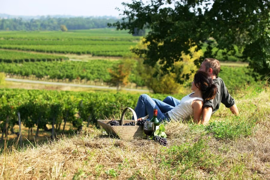 Umbria Vineyards 