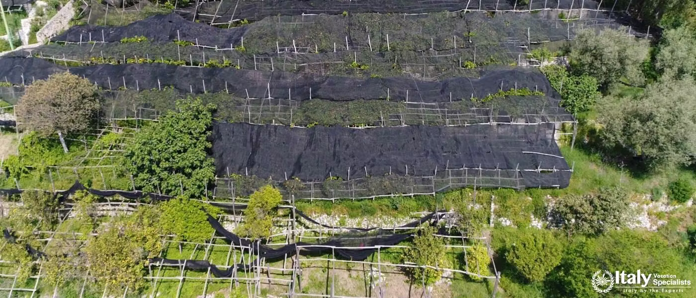 Experience the Magnificent Lemon Groves of the Amalfi Coast 