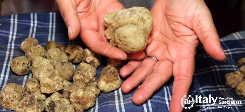 Truffle Hunting Marche 