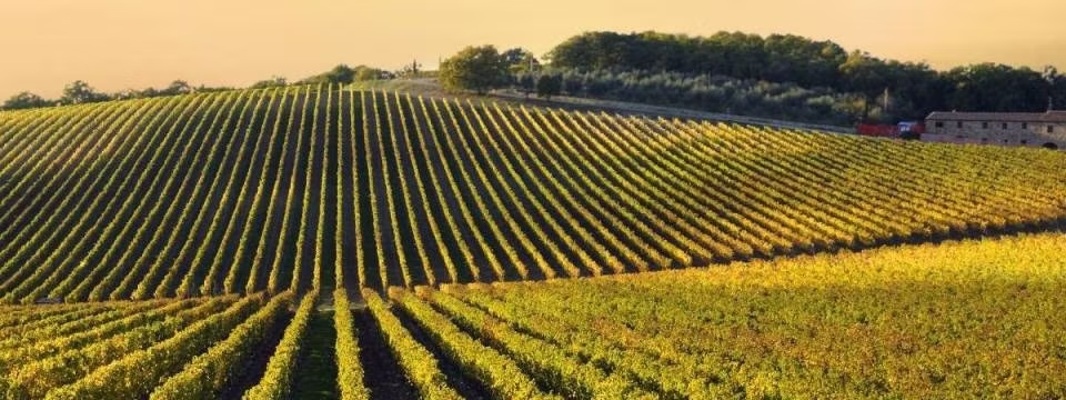 Chianti at Harvest Time 