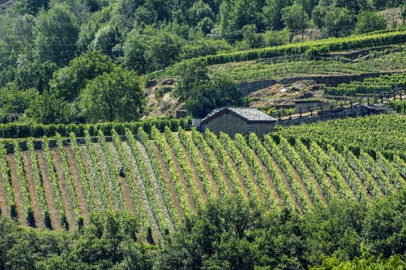 Val DAoasta Vineyards