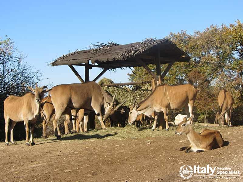 Deers in Parco Natura Viva Lake Garda