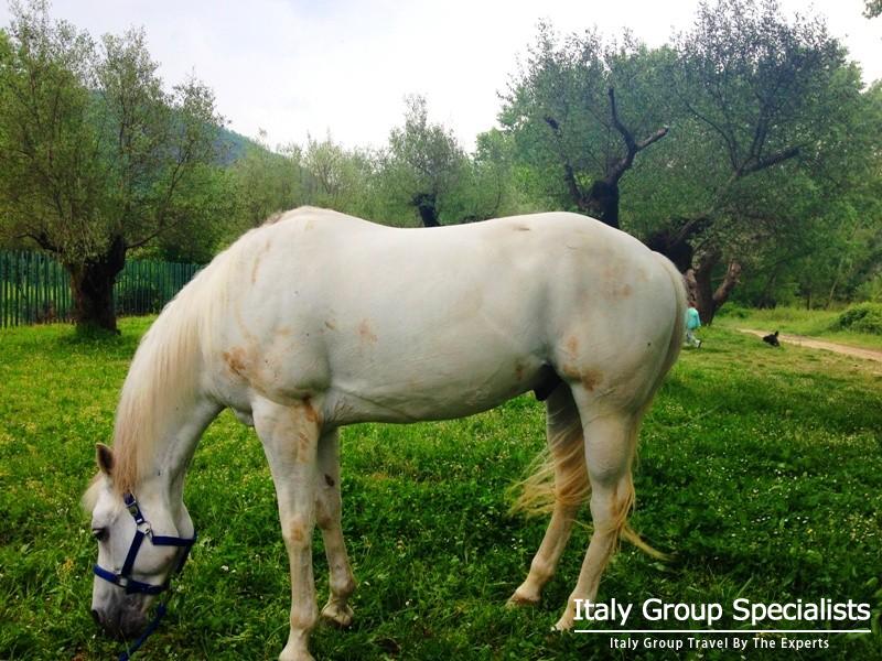 Beautiful Countryside filled with Olive Groves